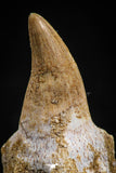 05063 - Top Quality 1.30 Inch Eremiasaurus heterodontus (Mosasaur) Tooth in Jaw Bone Cretaceous