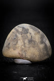 05537 - Top Beautiful Cut and Polished 1.44 Inch Septarian Nodule from South Morocco