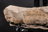 06933 - Top Rare 5.92 Inch Goulmimicthys sp. 3D Fossil Fish in Nodule Cretaceous