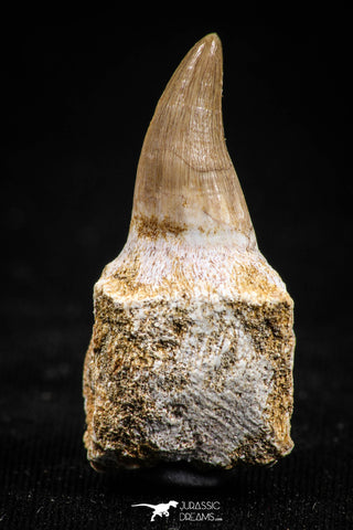 05063 - Top Quality 1.30 Inch Eremiasaurus heterodontus (Mosasaur) Tooth in Jaw Bone Cretaceous