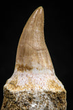 05063 - Top Quality 1.30 Inch Eremiasaurus heterodontus (Mosasaur) Tooth in Jaw Bone Cretaceous