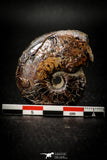 05511 - Well Preserved Pyritized 1.75 Inch Goniatite Devonian Cephalopod