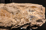 06933 - Top Rare 5.92 Inch Goulmimicthys sp. 3D Fossil Fish in Nodule Cretaceous