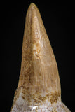 05063 - Top Quality 1.30 Inch Eremiasaurus heterodontus (Mosasaur) Tooth in Jaw Bone Cretaceous