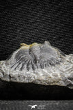 22052 - Nicely Preserved 1.45 Inch Hollardops merocristata Middle Devonian