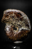 05511 - Well Preserved Pyritized 1.75 Inch Goniatite Devonian Cephalopod