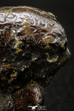 05512 - Well Preserved Pyritized 1.71 Inch Goniatite Devonian Cephalopod