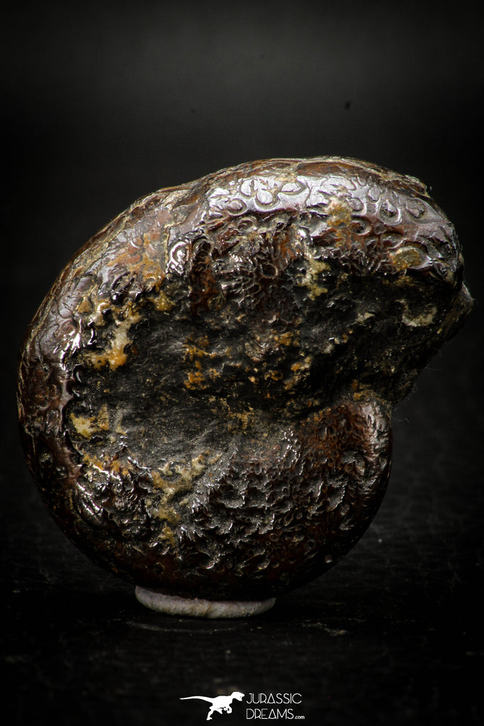 05512 - Well Preserved Pyritized 1.71 Inch Goniatite Devonian Cephalopod