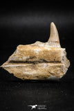 05064 - Nicely Preserved 2.13 Inch Platecarpus ptychodon (Mosasaur) Partial Left Hemi-Jaw