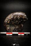 05512 - Well Preserved Pyritized 1.71 Inch Goniatite Devonian Cephalopod