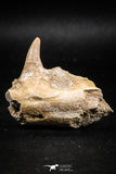 05064 - Nicely Preserved 2.13 Inch Platecarpus ptychodon (Mosasaur) Partial Left Hemi-Jaw