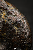 05512 - Well Preserved Pyritized 1.71 Inch Goniatite Devonian Cephalopod