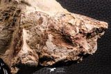 06934 - Top Rare 8.66  Inch Goulmimicthys sp. 3D Fossil Fish in Nodule Cretaceous