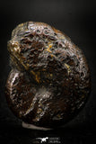 05512 - Well Preserved Pyritized 1.71 Inch Goniatite Devonian Cephalopod