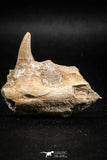 05064 - Nicely Preserved 2.13 Inch Platecarpus ptychodon (Mosasaur) Partial Left Hemi-Jaw