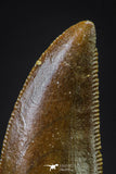 20606 - Top Beautiful 0.79 Inch Serrated Abelisaur Dinosaur Tooth Cretaceous KemKem Beds