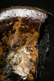 05513 - Well Preserved Pyritized 1.34 Inch Goniatite Devonian Cephalopod