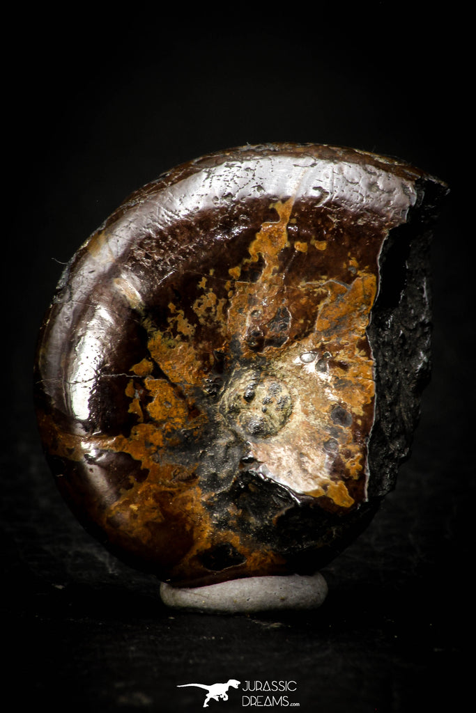 05513 - Well Preserved Pyritized 1.34 Inch Goniatite Devonian Cephalopod