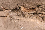 06934 - Top Rare 8.66  Inch Goulmimicthys sp. 3D Fossil Fish in Nodule Cretaceous