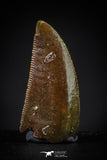 20606 - Top Beautiful 0.79 Inch Serrated Abelisaur Dinosaur Tooth Cretaceous KemKem Beds