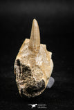 05064 - Nicely Preserved 2.13 Inch Platecarpus ptychodon (Mosasaur) Partial Left Hemi-Jaw