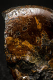 05513 - Well Preserved Pyritized 1.34 Inch Goniatite Devonian Cephalopod