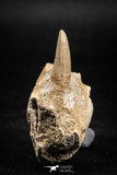 05064 - Nicely Preserved 2.13 Inch Platecarpus ptychodon (Mosasaur) Partial Left Hemi-Jaw