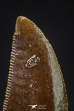 20606 - Top Beautiful 0.79 Inch Serrated Abelisaur Dinosaur Tooth Cretaceous KemKem Beds