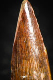 05065 - Nice Unbroken 1.18 Inch Juvenile Spinosaurus Dinosaur Tooth Cretaceous