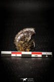 05514 - Well Preserved Pyritized 1.10 Inch Goniatite Devonian Cephalopod