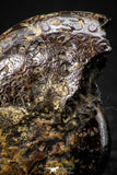 05514 - Well Preserved Pyritized 1.10 Inch Goniatite Devonian Cephalopod