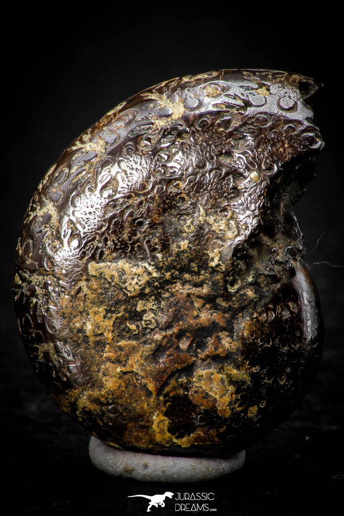 05514 - Well Preserved Pyritized 1.10 Inch Goniatite Devonian Cephalopod