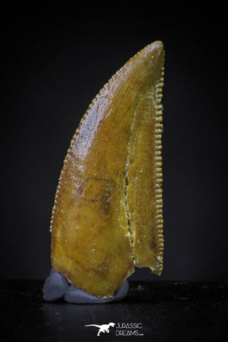 20607 - Finest Quality 0.81 Inch Abelisaur Dinosaur Tooth Cretaceous KemKem Beds