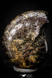 05514 - Well Preserved Pyritized 1.10 Inch Goniatite Devonian Cephalopod