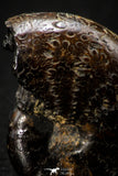 05514 - Well Preserved Pyritized 1.10 Inch Goniatite Devonian Cephalopod