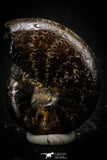 05514 - Well Preserved Pyritized 1.10 Inch Goniatite Devonian Cephalopod