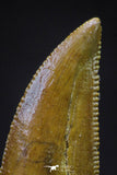 20607 - Finest Quality 0.81 Inch Abelisaur Dinosaur Tooth Cretaceous KemKem Beds