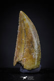 20607 - Finest Quality 0.81 Inch Abelisaur Dinosaur Tooth Cretaceous KemKem Beds