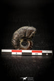 05515 - Well Preserved Pyritized 1.14 Inch Goniatite Devonian Cephalopod