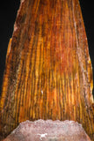 05065 - Nice Unbroken 1.18 Inch Juvenile Spinosaurus Dinosaur Tooth Cretaceous