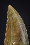 20607 - Finest Quality 0.81 Inch Abelisaur Dinosaur Tooth Cretaceous KemKem Beds
