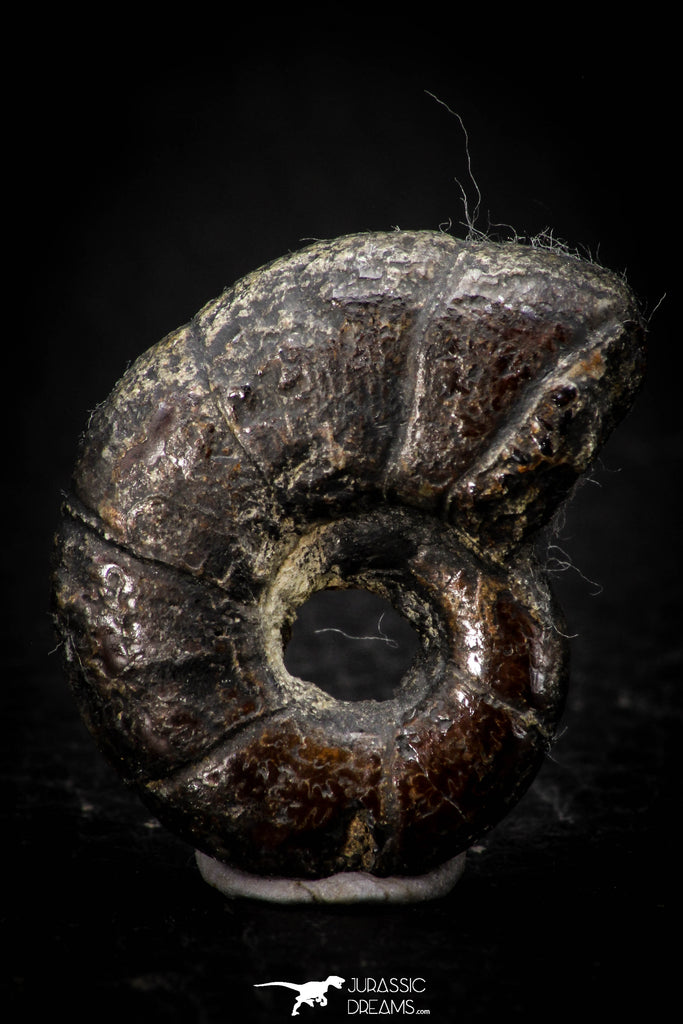 05515 - Well Preserved Pyritized 1.14 Inch Goniatite Devonian Cephalopod