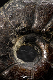 05515 - Well Preserved Pyritized 1.14 Inch Goniatite Devonian Cephalopod