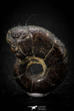 05515 - Well Preserved Pyritized 1.14 Inch Goniatite Devonian Cephalopod