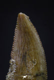 20608 - Top Beautiful 0.81 Inch Serrated Abelisaur Dinosaur Tooth Cretaceous KemKem Beds