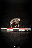 05516 - Well Preserved Pyritized 0.89 Inch Goniatite Devonian Cephalopod