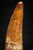 05066 - Nice Unbroken 1.26 Inch Juvenile Spinosaurus Dinosaur Tooth Cretaceous