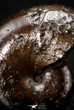 05516 - Well Preserved Pyritized 0.89 Inch Goniatite Devonian Cephalopod