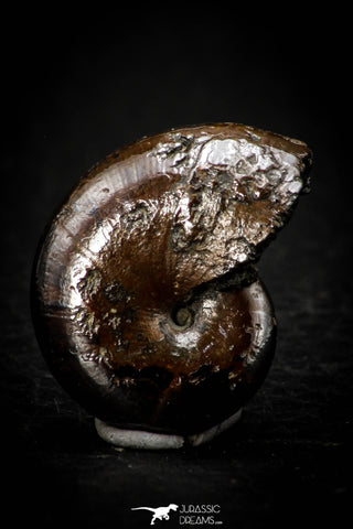 05516 - Well Preserved Pyritized 0.89 Inch Goniatite Devonian Cephalopod