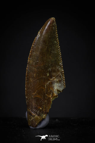 20609 - Dark Serrated 0.80 Inch Abelisaur Dinosaur Tooth Cretaceous KemKem Beds